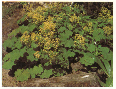 vrouwenmantel